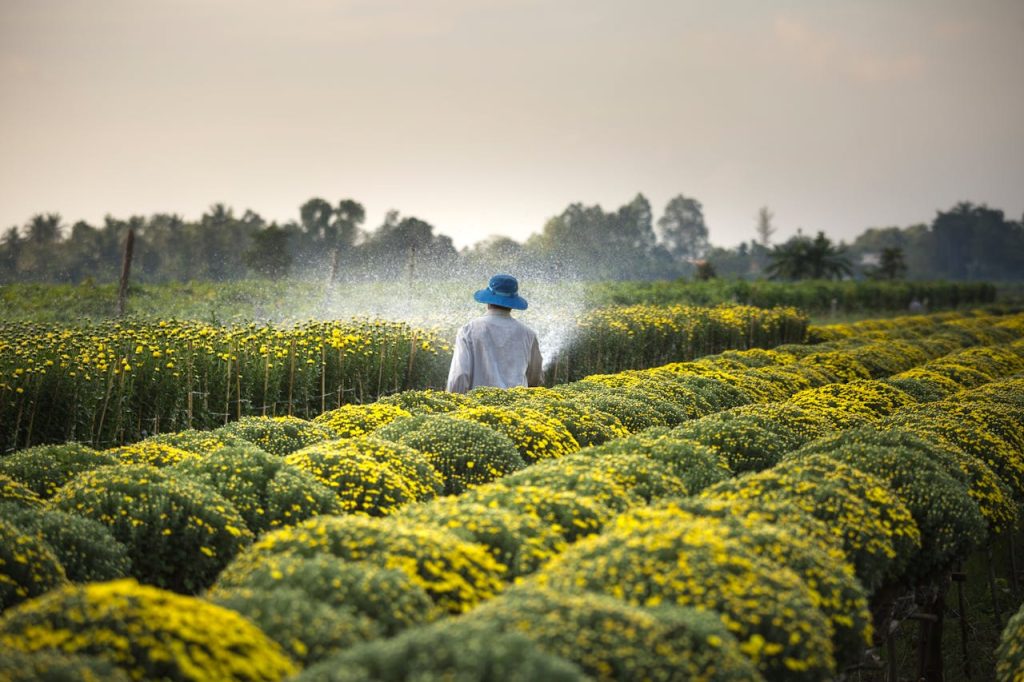 pexels-photo-2132250 A farmer watering a vibrant field of yellow flowers under daylight in summer.